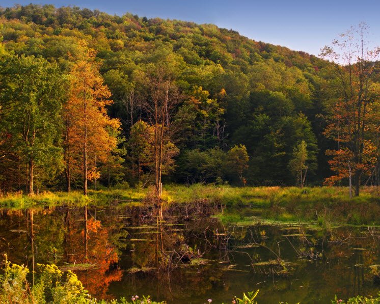 Lyman Run State Park, Pennsylvania, USA